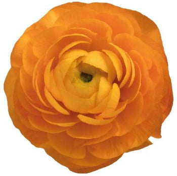 RANUNCULUS Orange - bloombybunches
