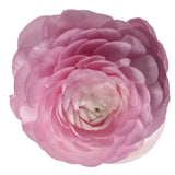 Load image into Gallery viewer, RANUNCULUS PINK - Pink / 40CM / 10 - Flowers