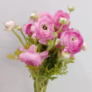 RANUNCULUS PINK - Pink / 40CM / 10 - Flowers