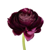 Load image into Gallery viewer, RANUNCULUS PURPLE -50 STEMS - Burgundy / 50 - Flowers