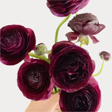 Load image into Gallery viewer, RANUNCULUS PURPLE -50 STEMS - Burgundy / 50 - Flowers