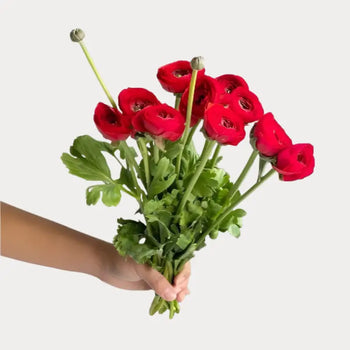 RANUNCULUS RED Bouquet- bloombybunches