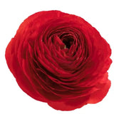 Load image into Gallery viewer, RANUNCULUS RED - bloombybunches