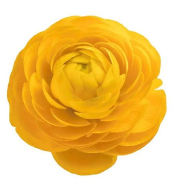 Ranunculus yellow- bllombybunches.ca