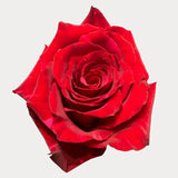 Load image into Gallery viewer, RED PANTHER ROSE - Red / 50CM / 25 - Fresh Cut Flowers