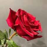Load image into Gallery viewer, RED PANTHER ROSE - Red / 50CM / 25 - Fresh Cut Flowers