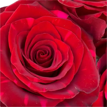 RED PANTHER ROSE - Red / 50CM / 25 - Fresh Cut Flowers