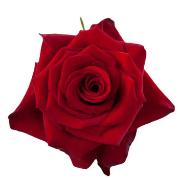 RED PARIS RED ROSE - bloombybunches