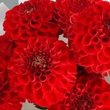 Load image into Gallery viewer, Dahlias Red