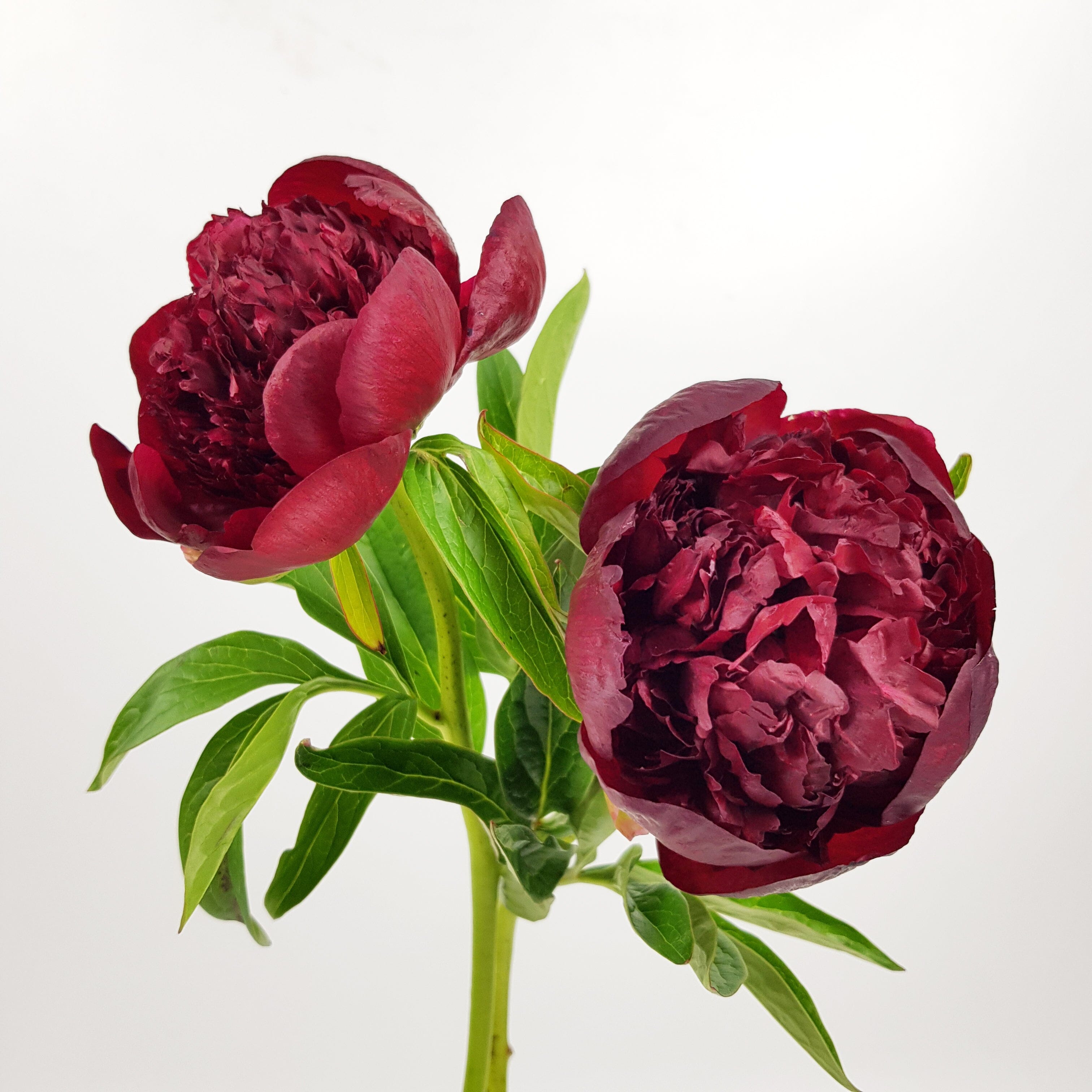 red peony close-up