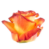 Load image into Gallery viewer, ROSE HIGH &amp; MAGIC (yellow) 50CM - bloombybunches