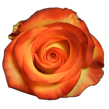 ROSE HIGH & MAGIC ROSE - Fresh Cut Flowers