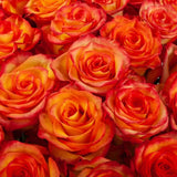 Load image into Gallery viewer, ROSE HIGH &amp; MAGIC ROSE - Fresh Cut Flowers