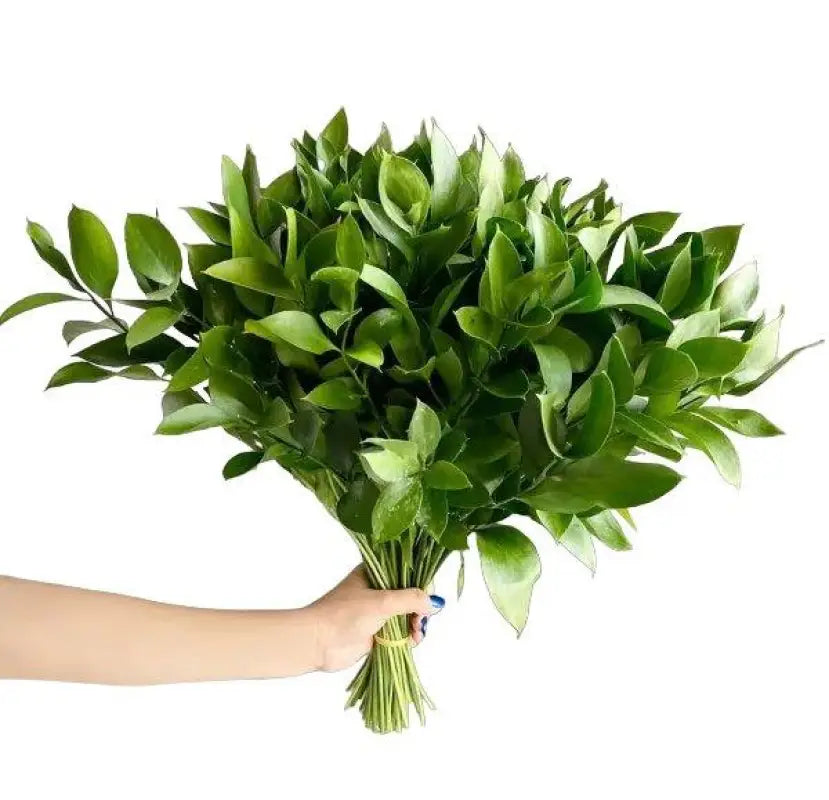 Wholesale Ruscus Foliage Requires 12 Days Advance Notice
