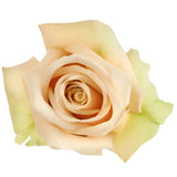 Load image into Gallery viewer, ROSE SAHARA CREAM 50CM - bloombybunches