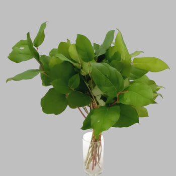 SALAL LONG - Green / 1 - Fresh Cut Flowers