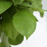 Load image into Gallery viewer, SALAL LONG - Green / 1 - Fresh Cut Flowers
