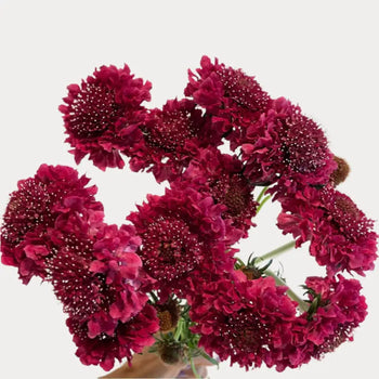 SCABIOSA BURGUNDY - Burgundy / 50CM / 20 - Fresh Cut Flowers