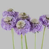 Load image into Gallery viewer, SCABIOSA LAVENDER - bloombybunches
