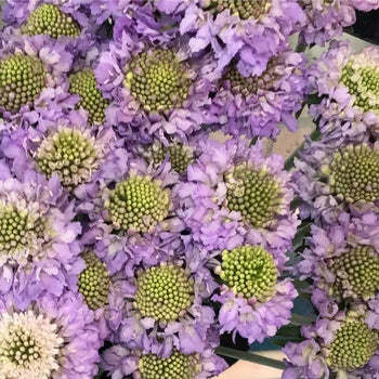 SCABIOSA LAVENDER - bloombybunches
