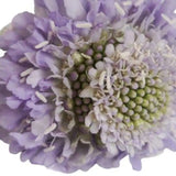 Load image into Gallery viewer, SCABIOSA LAVENDER - bloombybunches
