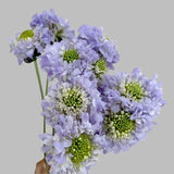 Load image into Gallery viewer, SCABIOSA LAVENDER - bloombybunches