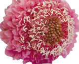 Load image into Gallery viewer, SCABIOSA PINK - bloombybunches