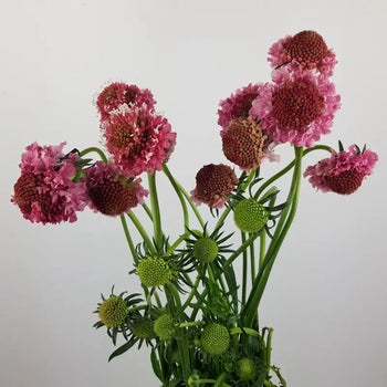 SCABIOSA PINK - 50CM / 20 - Fresh Cut Flowers