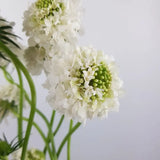 Load image into Gallery viewer, SCABIOSA WHITE - White / 50CM / 20 - Fresh Cut Flowers