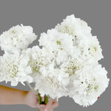 Load image into Gallery viewer, SCABIOSA WHITE - bloombybunches