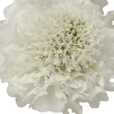 Load image into Gallery viewer, SCABIOSA WHITE - bloombybunches