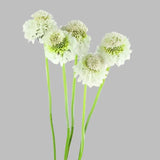 Load image into Gallery viewer, SCABIOSA WHITE - bloombybunches