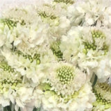 Load image into Gallery viewer, SCABIOSA WHITE - bloombybunches