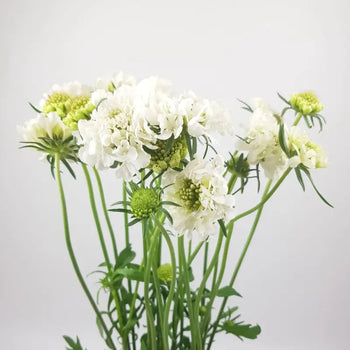 SCABIOSA WHITE - White / 50CM / 20 - Fresh Cut Flowers