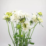 Load image into Gallery viewer, SCABIOSA WHITE - White / 50CM / 20 - Fresh Cut Flowers