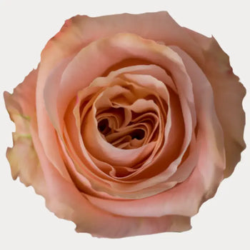 SHIMMER PEACH GARDEN ROSE - Peach / 25 - Fresh Cut Flowers
