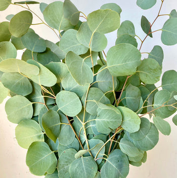EUCALYPTUS SILVER DOLLAR