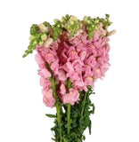Load image into Gallery viewer, SNAPDRAGON PINK - bloombybunches
