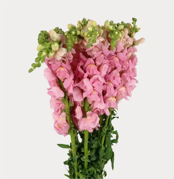 SNAPDRAGON PINK - Pink / 16 - 20 Inch (60CM) / 10 - Fresh Cut Flowers