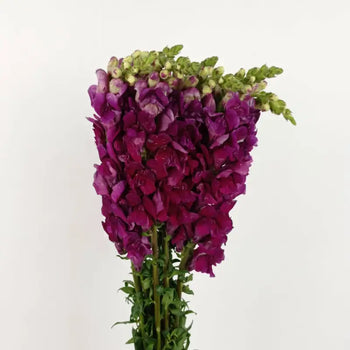 SNAPDRAGON PURPLE - Purple / 16 - 20 Inch (60CM) / 10 - Fresh Cut Flowers