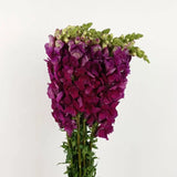 Load image into Gallery viewer, SNAPDRAGON PURPLE - Purple / 16 - 20 Inch (60CM) / 10 - Fresh Cut Flowers