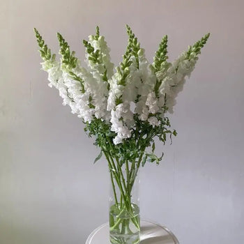SNAPDRAGON WHITE - White / 16 - 20 Inch (60CM) / 10 - Fresh Cut Flowers