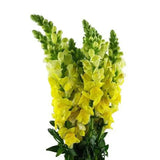 Load image into Gallery viewer, SNAPDRAGON YELLOW - bloombybunches