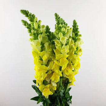 SNAPDRAGON YELLOW - Yellow / 16 - 20 Inch (60CM) / 10 - Fresh Cut Flowers