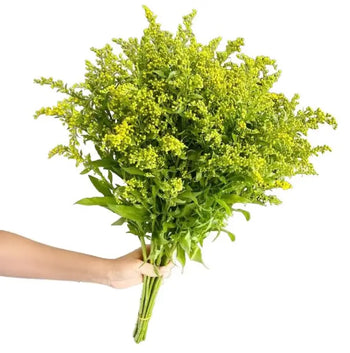 SOLIDAGO YELLOW - bloombybunches