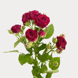 Load image into Gallery viewer, SPRAY ROSE BURGUNDY - Burgundy / 40 to 50 CM / 10 - Fresh Cut Flowers