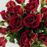 Load image into Gallery viewer, SPRAY ROSE BURGUNDY - Burgundy / 40 to 50 CM / 10 - Fresh Cut Flowers