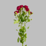 Load image into Gallery viewer, SPRAY ROSE BURGUNDY - Burgundy / 40 to 50 CM / 10 - Fresh Cut Flowers