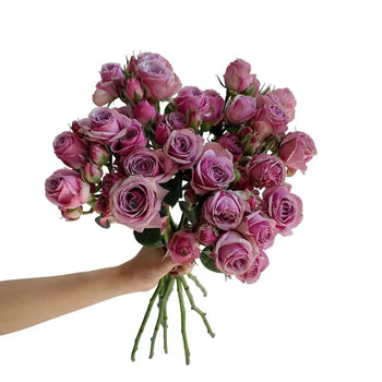 SPRAY ROSE LAVANDER IRISHKA - bloombybunches