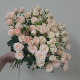 Load image into Gallery viewer, SPRAY ROSE LIGHT PINK IRISHKA - Light Pink / 40 to 50 CM / 10 - Fresh Cut Flowers
